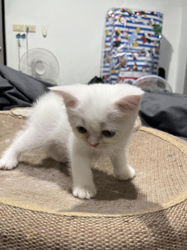 ลูกแมว สก็อตติช เปอร์เซีย รูปที่ 7