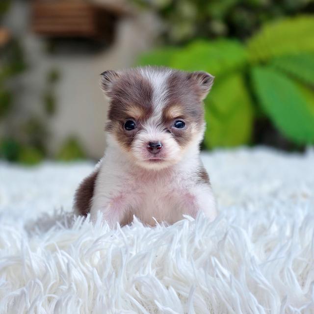 chihuahuaแท้ไซส์ทีคัพมาร์คไซฟอร์มสวยมาก รูปย่อยที่ 2