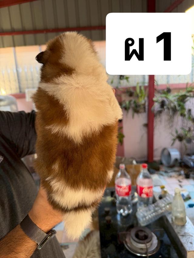 บางแก้วแท้ พ่อแม่สายประกวด เชื้อดี รู้ความสุดๆ #พร้อมใบเพ็ดชมรมบางแก้วประเทศไทย TBC สนใจทักได้ครับ