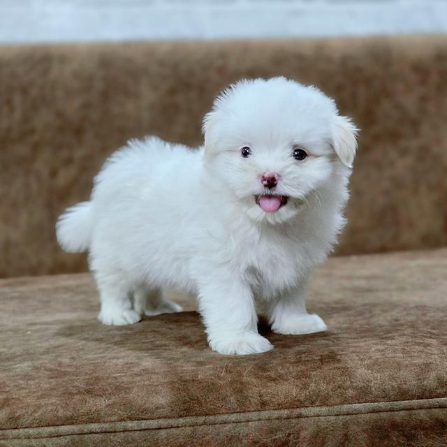 น้องปุยเมฆชิสุผสมพุดเดิ้ล