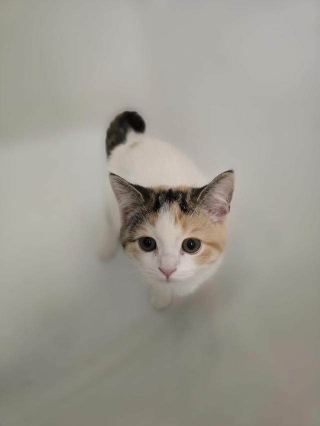 แมว สก็อตติชโฟลด์หูตั้ง Calico 6