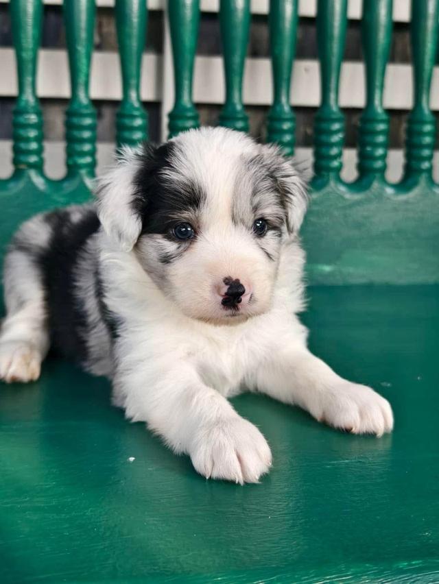 ลูกหมา Border Collie 5