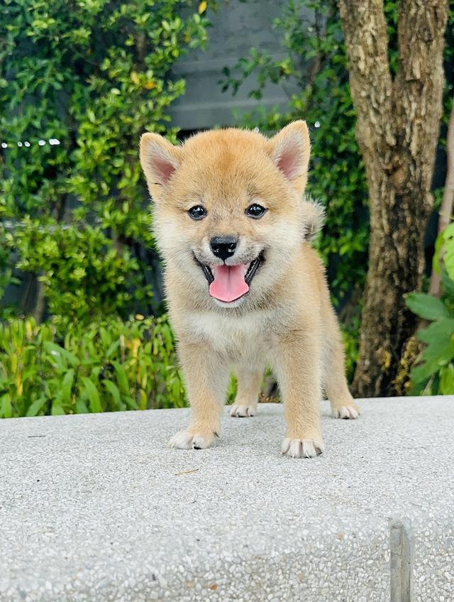 ชิบะอินุ 11