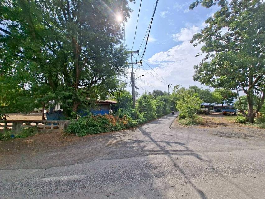 ขายที่ดินเปล่า ซอยท่ามะกอก หนองแค สระบุรี 4