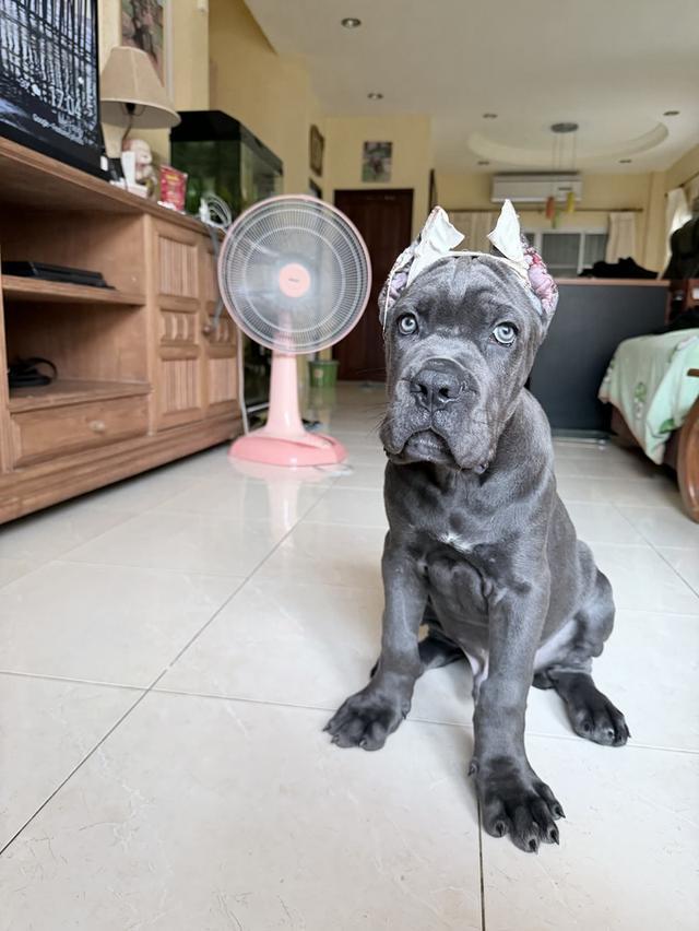 Cane corso puppy 9 weeks old 