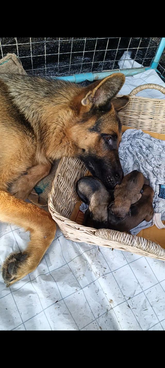 ลูกเยอรมัน เชพเพิร์ด 12ตัว ช และ ญ