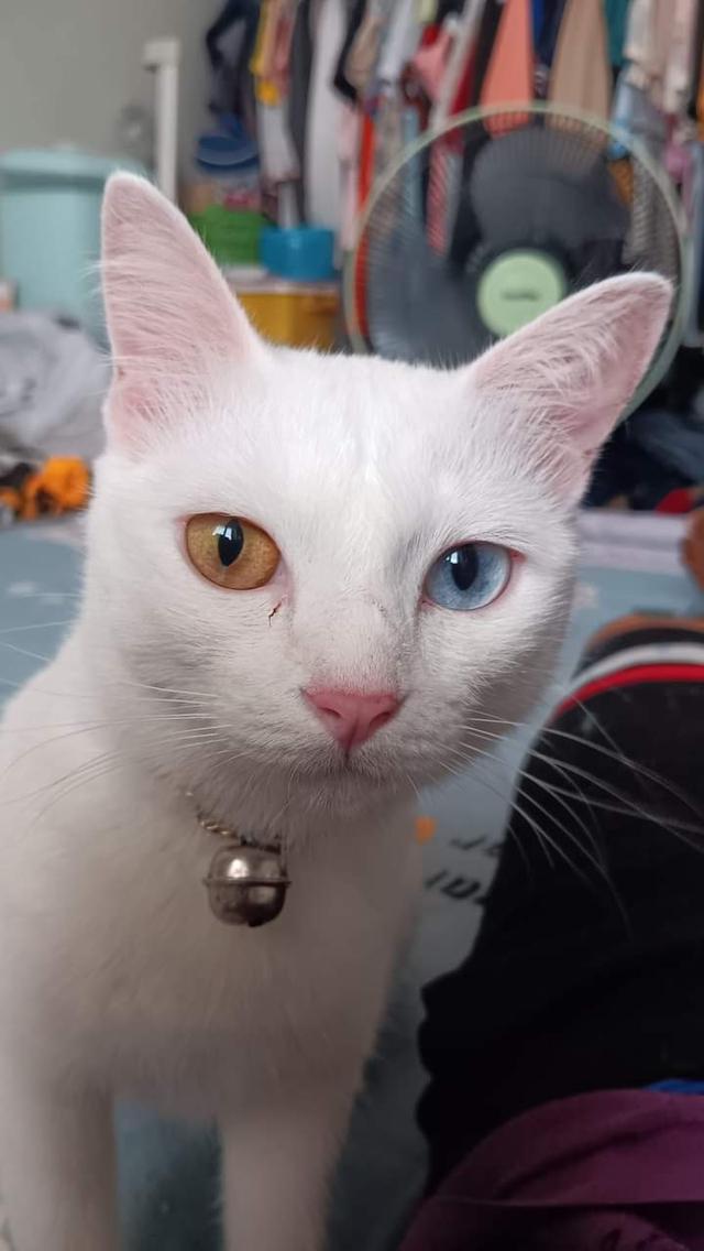 ขายน้องแมวขาวมณีตาสองสี