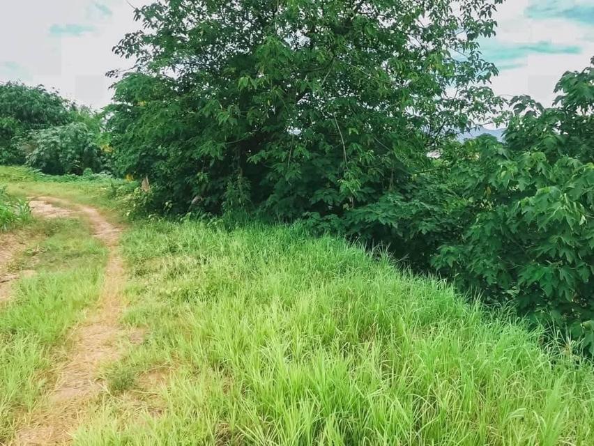 ขายที่ดินแม่ริม เชียงใหม่ 12