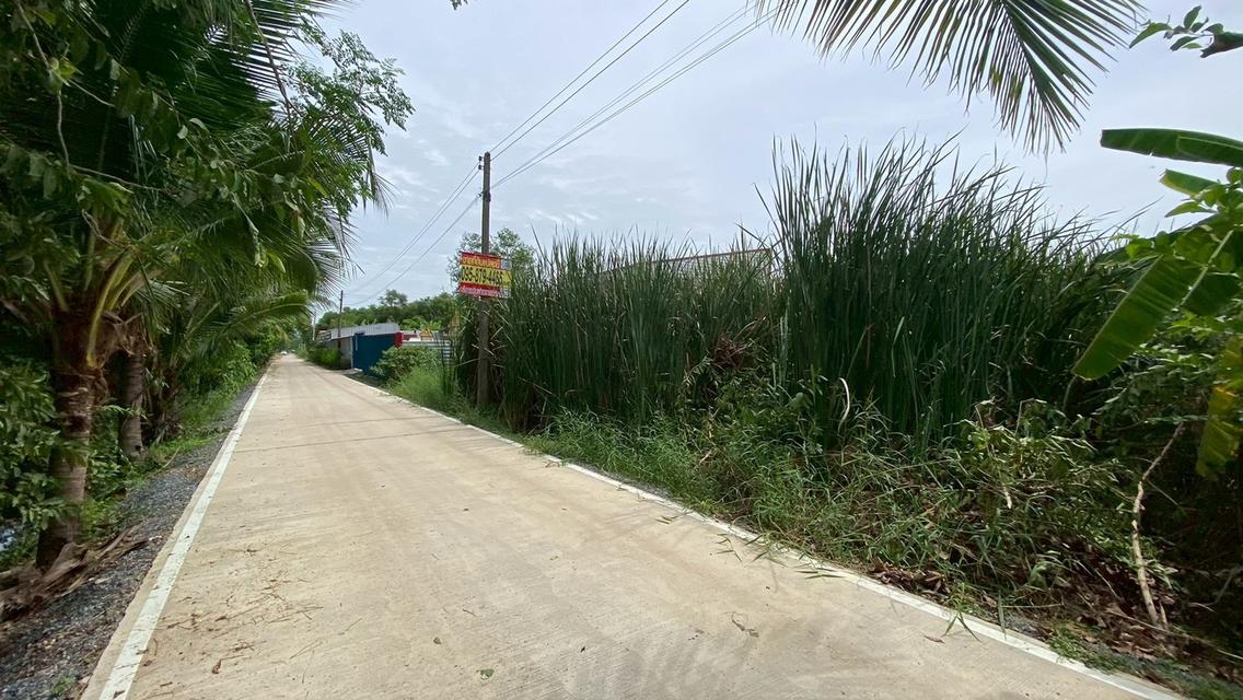 Vายถูกที่ดินคลองสี่ 200 ตารางวา ติดถนนคอนกรีต ซอย คลองสี่ตะวันออก 66 อ.คลองหลวง จ.ปทุมธานี 4