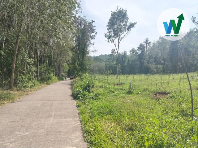 ขายสวนยางพาราแปลงใหญ่ในควนขนุน ใกล้สำนักงานที่ดินจังหวัดพัทลุงสาขาควนขุนน 5