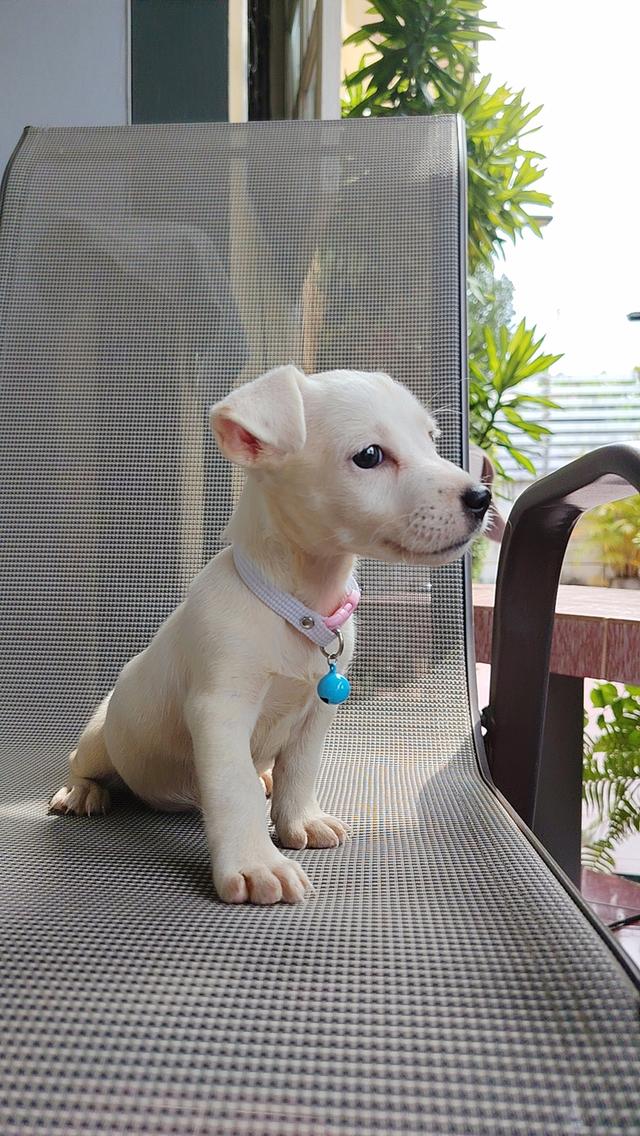 ลูกสุนัขแจ็ครัสเซล ด.ญ. อายุ2เดือน