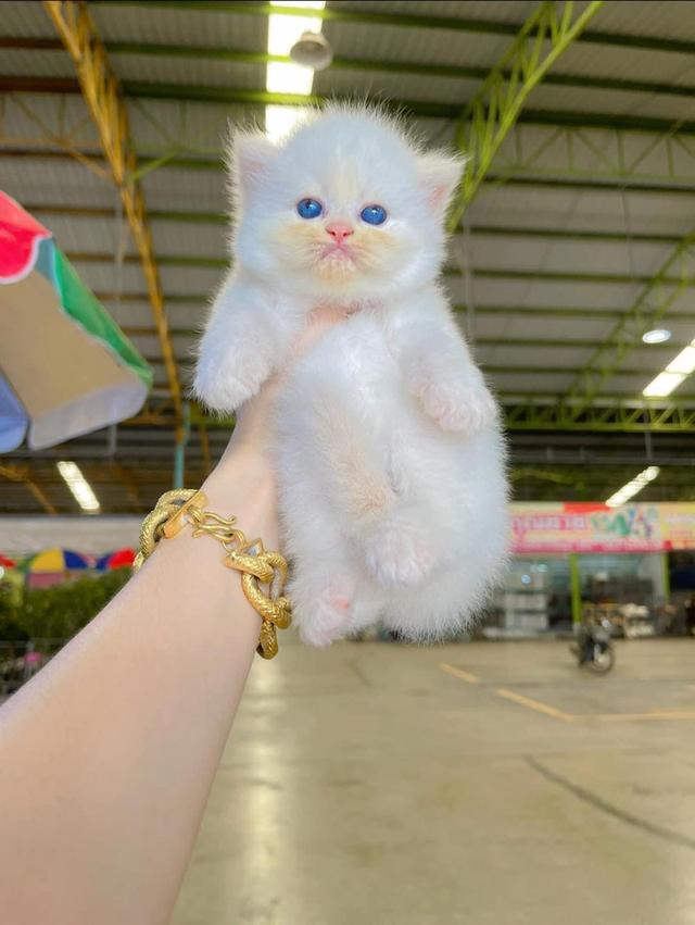 Persian kittens WhatsApp me : +66 63 826 3042 รูปย่อยที่ 3