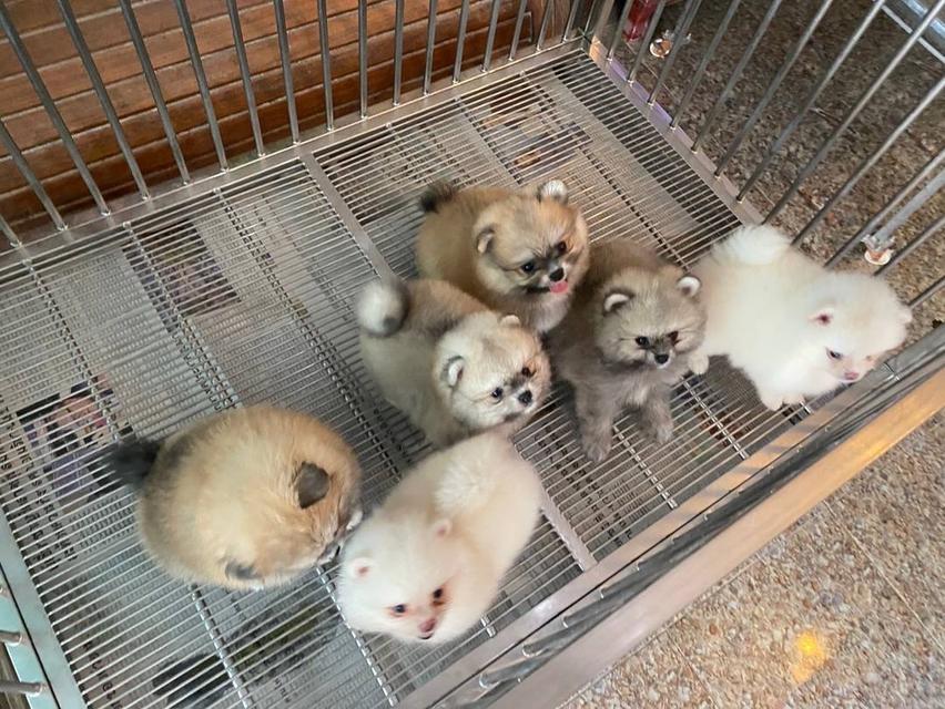ลูกปอมปอมแท้ อายุ2เดือน อ้วนกลมหมี พร้อมส่ง 2