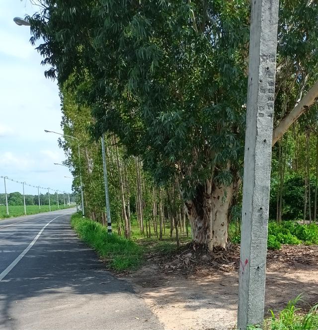 ขายที่ดินเขาหินซ้อน อำเภอพนมสารคาม ฉะเชิงเทรา 2