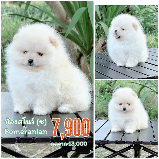 น้องสโนว์ปอมหน้าหมีสีขาวเพศชายสุดหล่อไซส์เล็กจิ๋ว