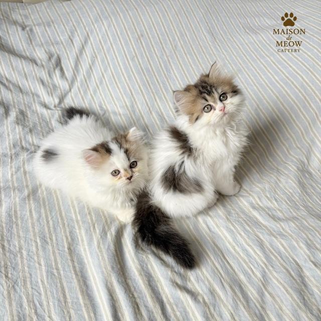 ❌🏠ได้บ้านแล้ว เปอร์เซียแท้ สามสี 8