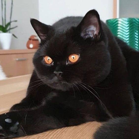 แมว พันธุ์ บริทิชช็อตแฮร์ ตัวสีดำ 4