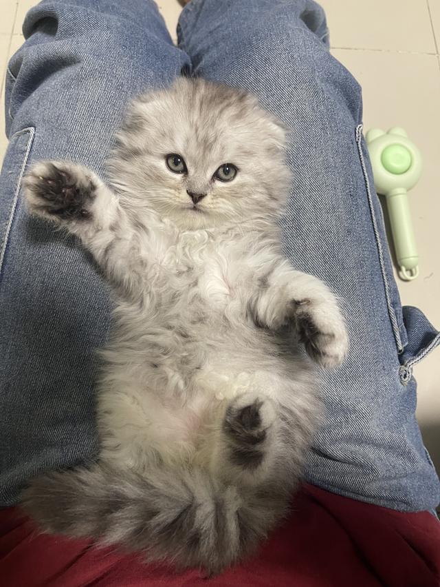 เปิดจองเด็กชาย (สก๊อตติชโฟผสม) รูปที่ 11