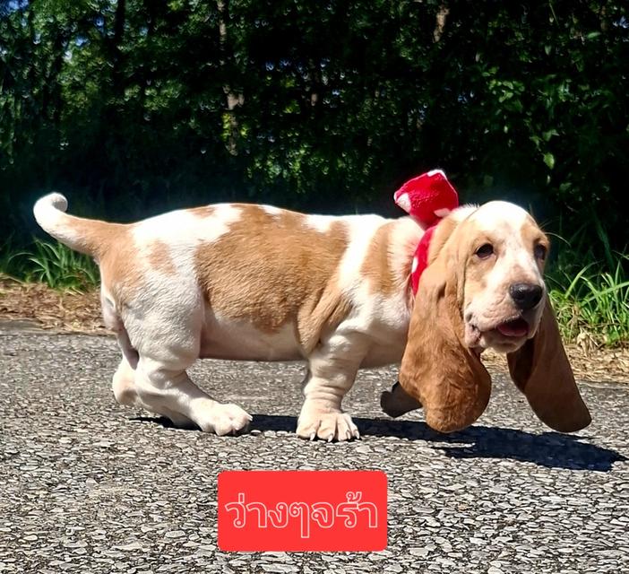 บาสเซ็ตฮาว์ดใบเพ็ดสมาคมพัฒนาพันธุ์สุนัข 2