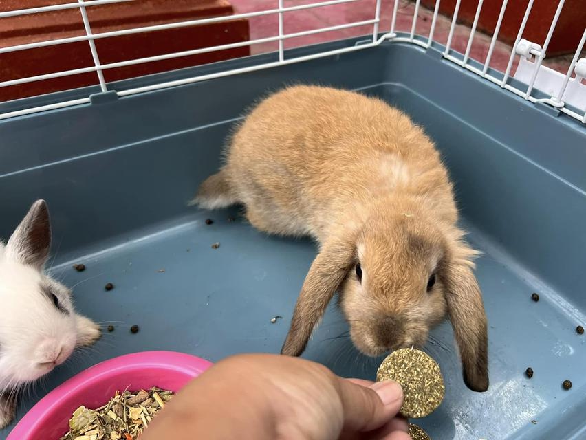 ขออนุญาตหาบ้านให้น้อง Mini Lop 2