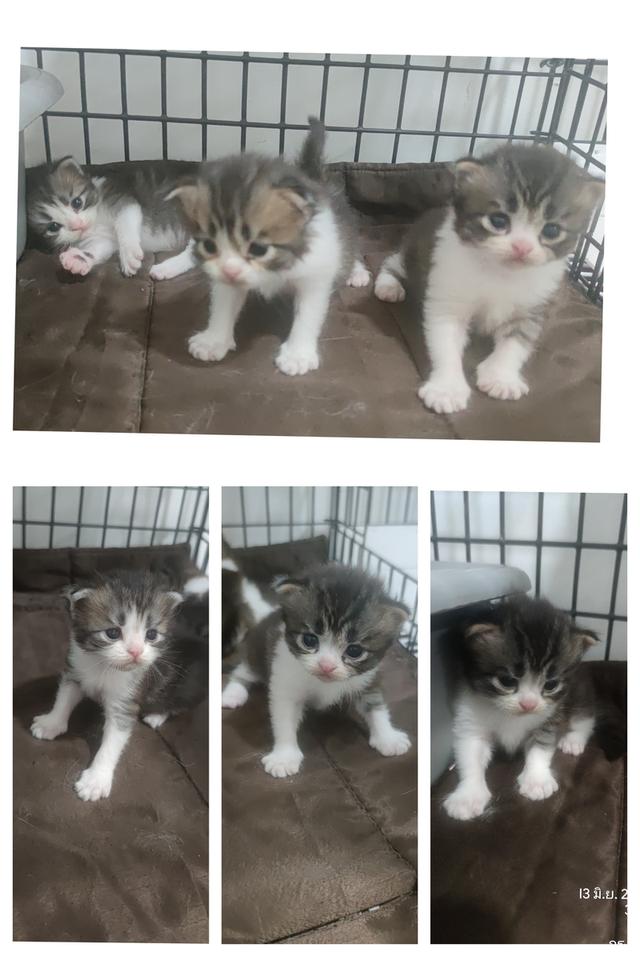 เปิดจองลูกแมวสกอตทิศ โฟร์
