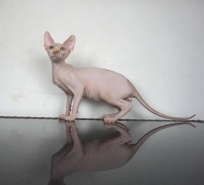 5.แมวสฟิงซ์/เพศผู้ หาบ้าน Sphynx Cat/Male looking for a new home 5