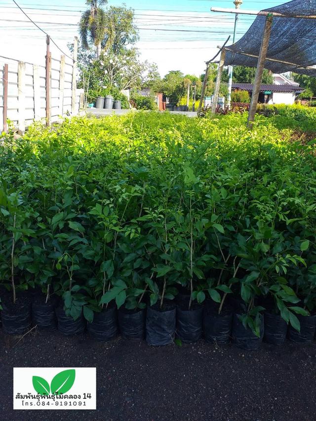 ต้นแก้ว ต้นดอกแก้ว ดอกแก้ว 5