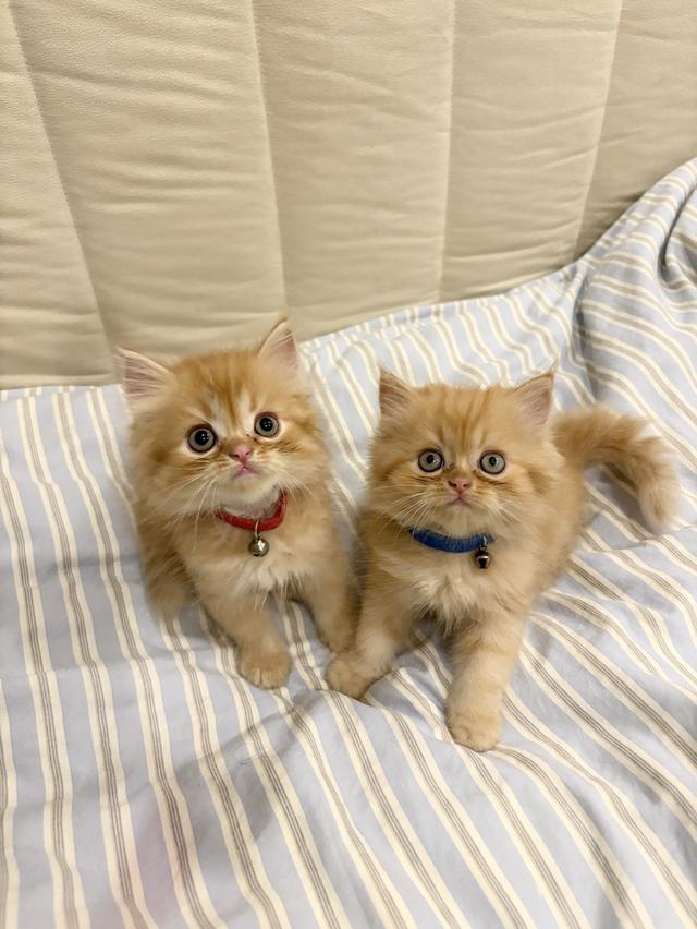❌🏠ได้บ้านหมดแล้ว เปอร์เซียแท้ ดช ส้ม🍊🧡  2