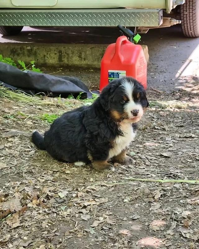 ลูกสุนัข Bernese Mountain Dog แท้ 2