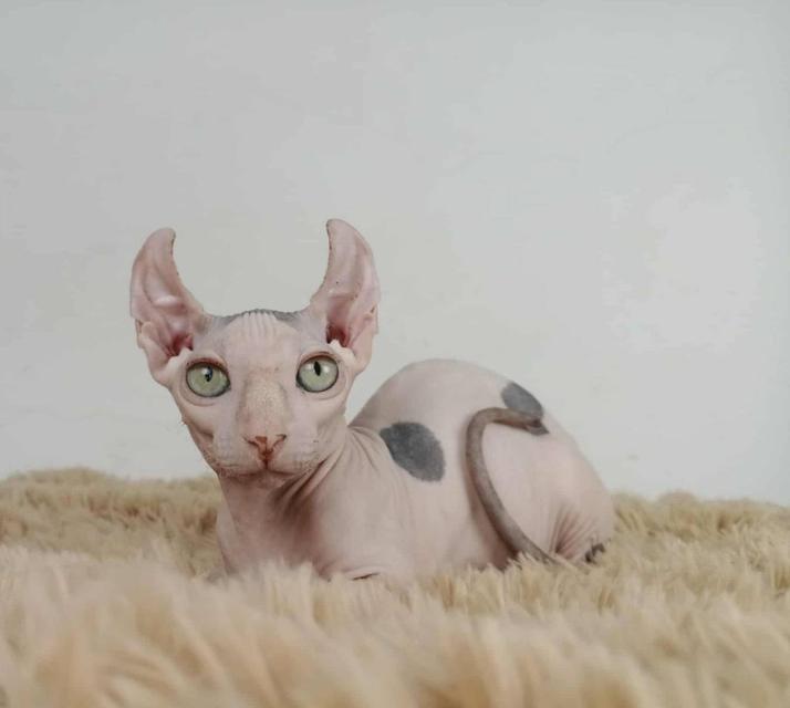 31.แมวดเวล/เพศผู้ Dwelf Cat/Male