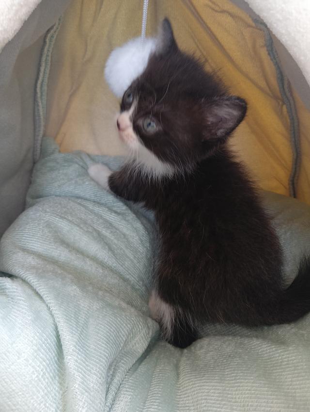 สก็อตติช เพศผู้ น่ารัก รูปที่ 6