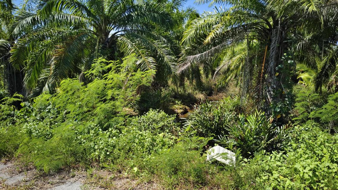 ที่ดิน 1ไร่ 1งาน 95000 บาท 2