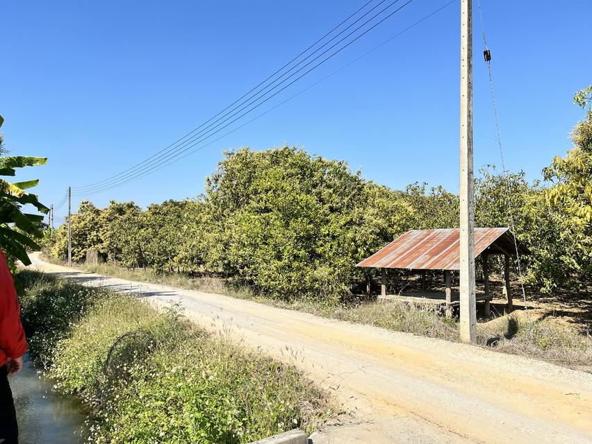 ขายที่ดิน สวนมะม่วงพร้อมให้ผลผลิต 8