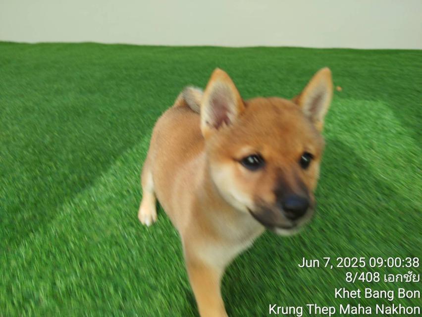 ลูกชิบะอินุ พันธุ์แท้ Shiba Inu ขายด่วน 10