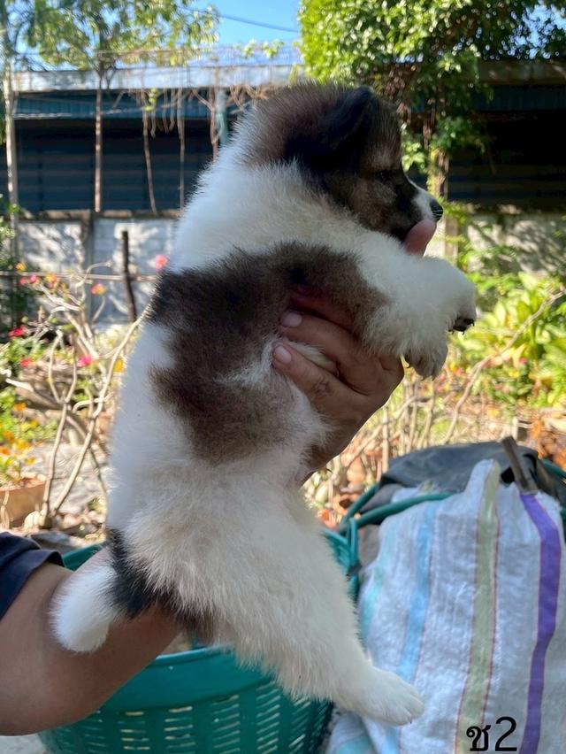 ลูกสนุัข พันธุ์บางแก้ว 6