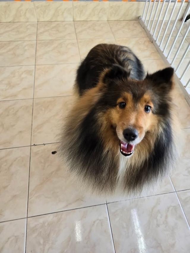 สุนัข Shetland Sheepdog ตัวโต ขนสวย 4