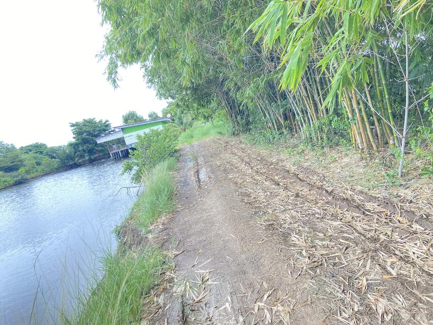 ขายที่50 ตรว. 300,000 4