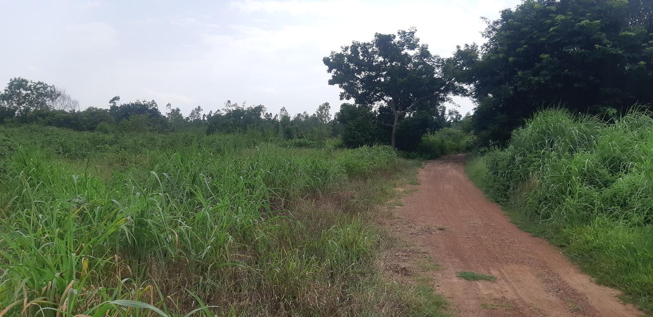 ขายที่ดินตำบลโคกปีบ อำเภอศรีมโหสถ  จังหวัดปราจีนบุรี  71 ไร่ 41 ตารางวา  4