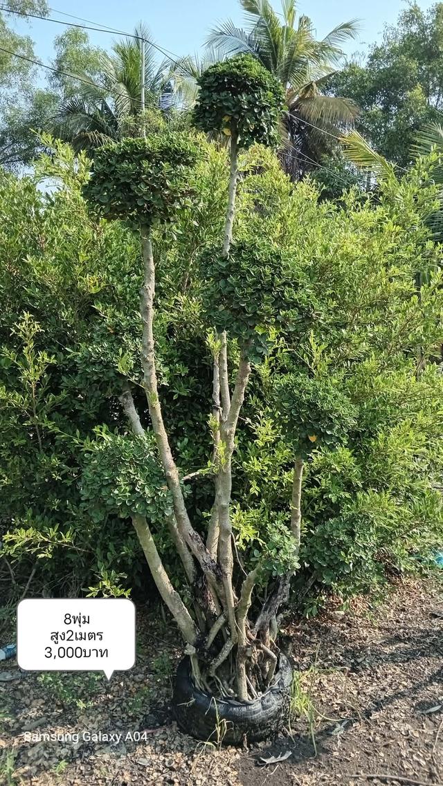 ไทรต่อยอดช้อนเงินช้อนทอง