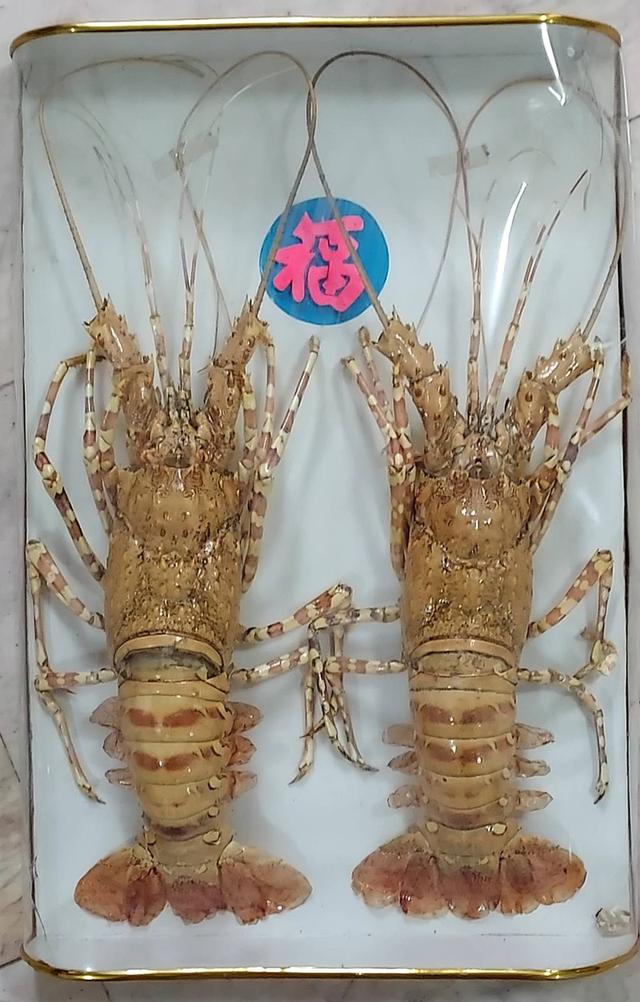 กุ้งมังกร สตาฟ 1