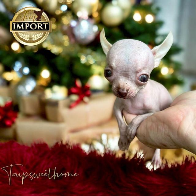 🇹🇭ชิวาวาไร้ขน หนึ่งเดียวในไทย(T CUP SWEET HOME)