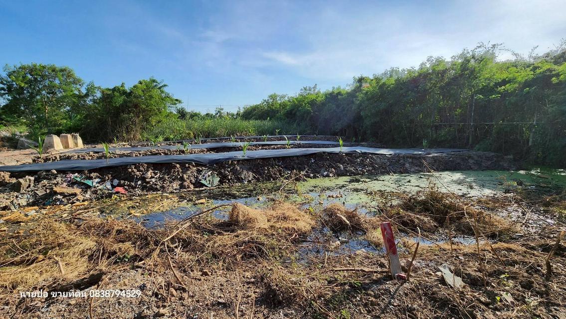 ขายที่ดิน 150 ตรว ติดถนนสาธารณะ บางบัวทอง นนทบุรี 8