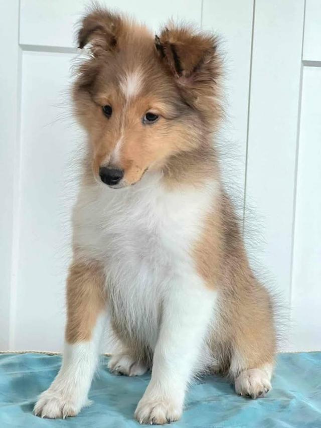 ขาย Shetland Sheepdog แท้