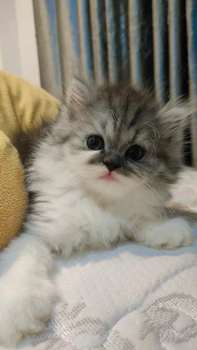 Persian แมวเปอร์เซียแท้ 