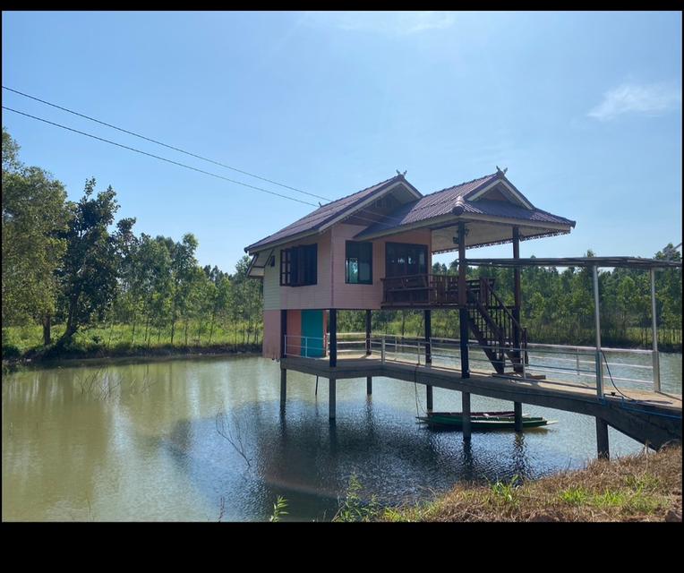 ขายที่ดิน 14 ไร่ พร้อมบ้าน น้ำไฟหลวง ยูคาฯ 6000 ต้น อายุ 2 ปี  1