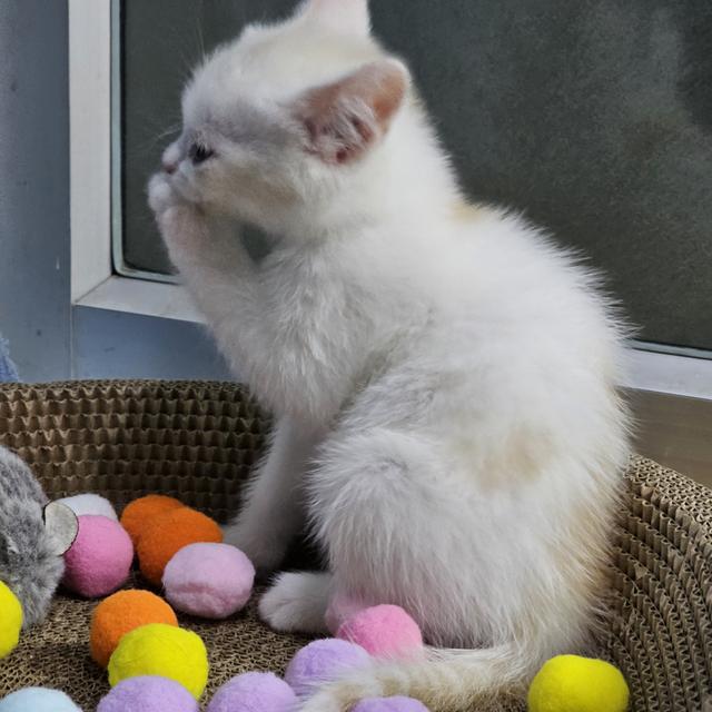 สก๊อตติช โฟล์ด 3