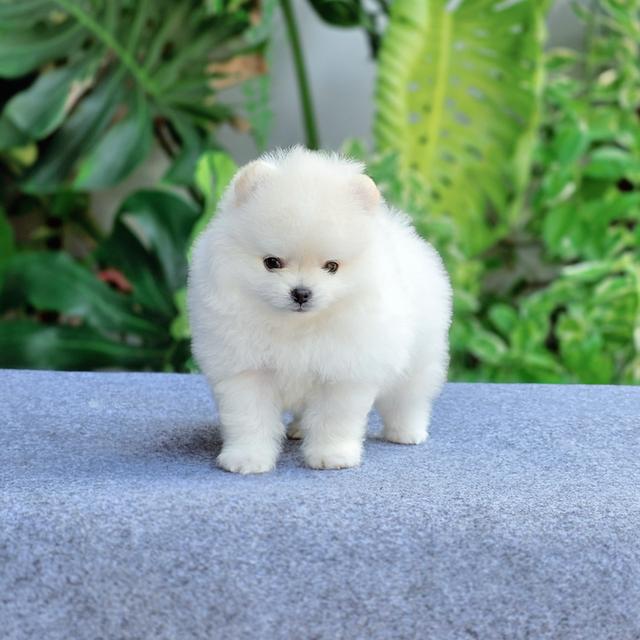 น้องกลูต้า ปอมขาวทีคัพหนุ่มหล่อ
