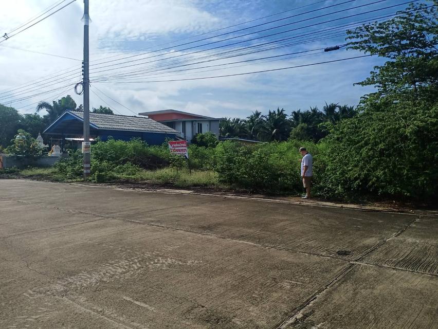 ขายที่ดิน240ตารางวากว้าง24เมตรลึก40เ 3