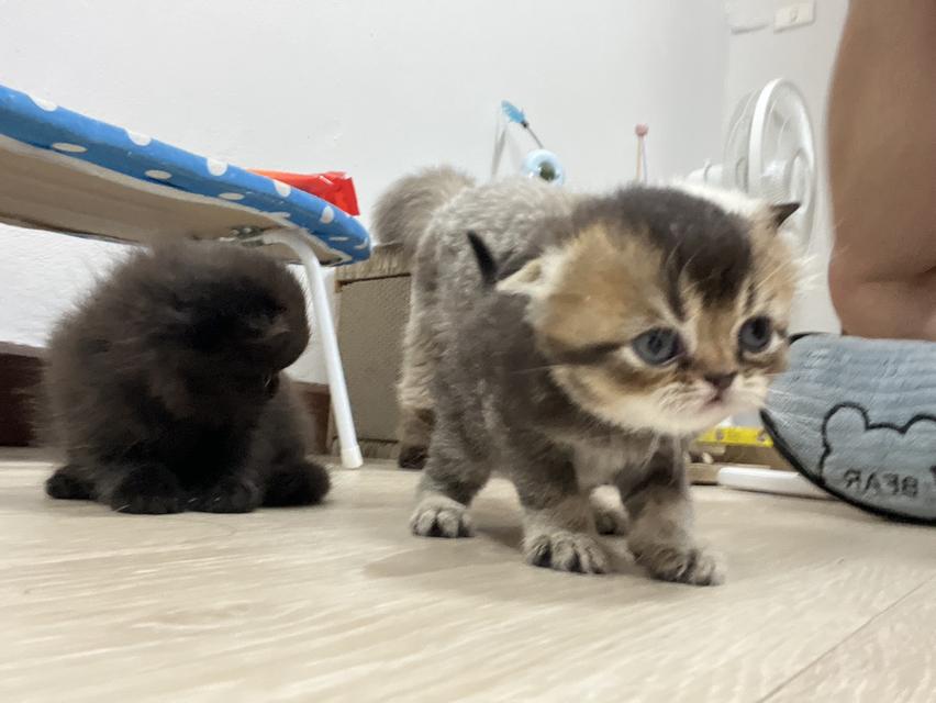 แมวเพศผู้อายุ 2 เดือน สกอตติสโฟล์ด 4