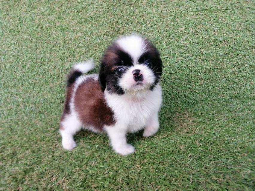 **ขายเเล้ว**ชิสุห์ผสมปอม เพศผู้ พร้อมย้าย